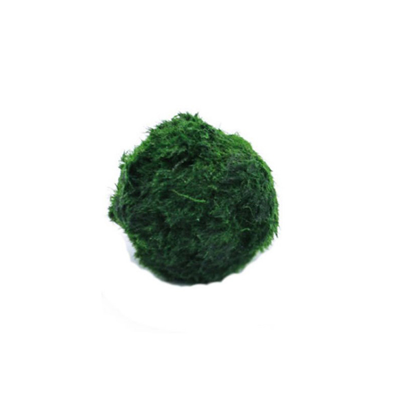 Planted Aquarium Maintenance - Marimo Moos Kugeln Live Aquarium Pflanze
