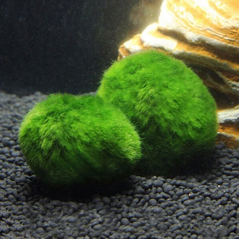 1 Stück 3-4cm Moosbälle Lebend – Aquarium Plant Echinodorus Bewertung und Preis