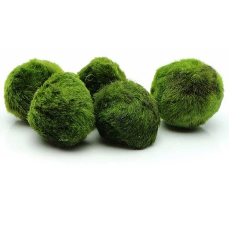 1 Stück 3-4cm Moosbälle Lebend – Aquarium Plant Echinodorus Bewertung und Preis