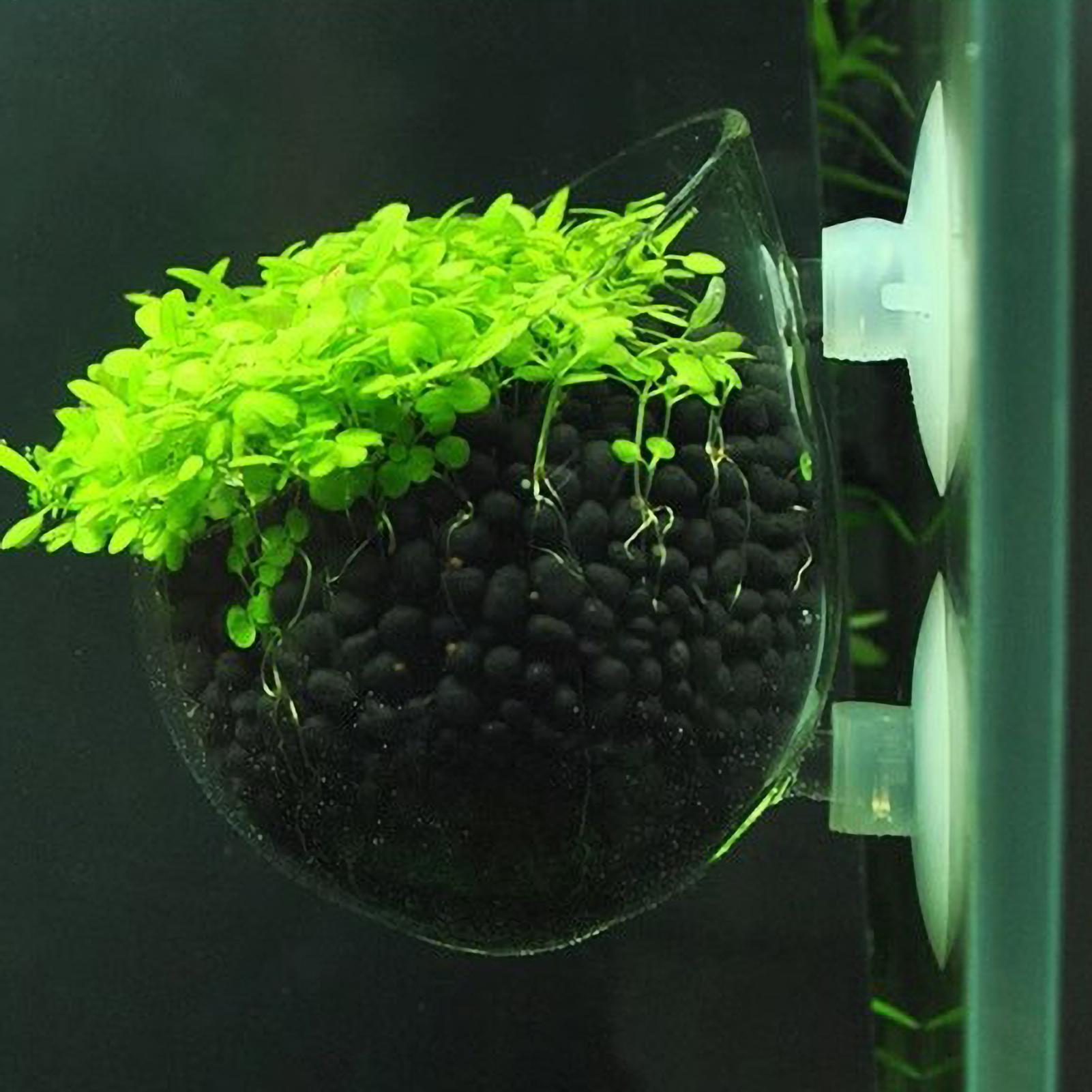Aquarium-Pflanzenhalter Glas-W – Planted Aquarium Maintenance Bewertung und Preis