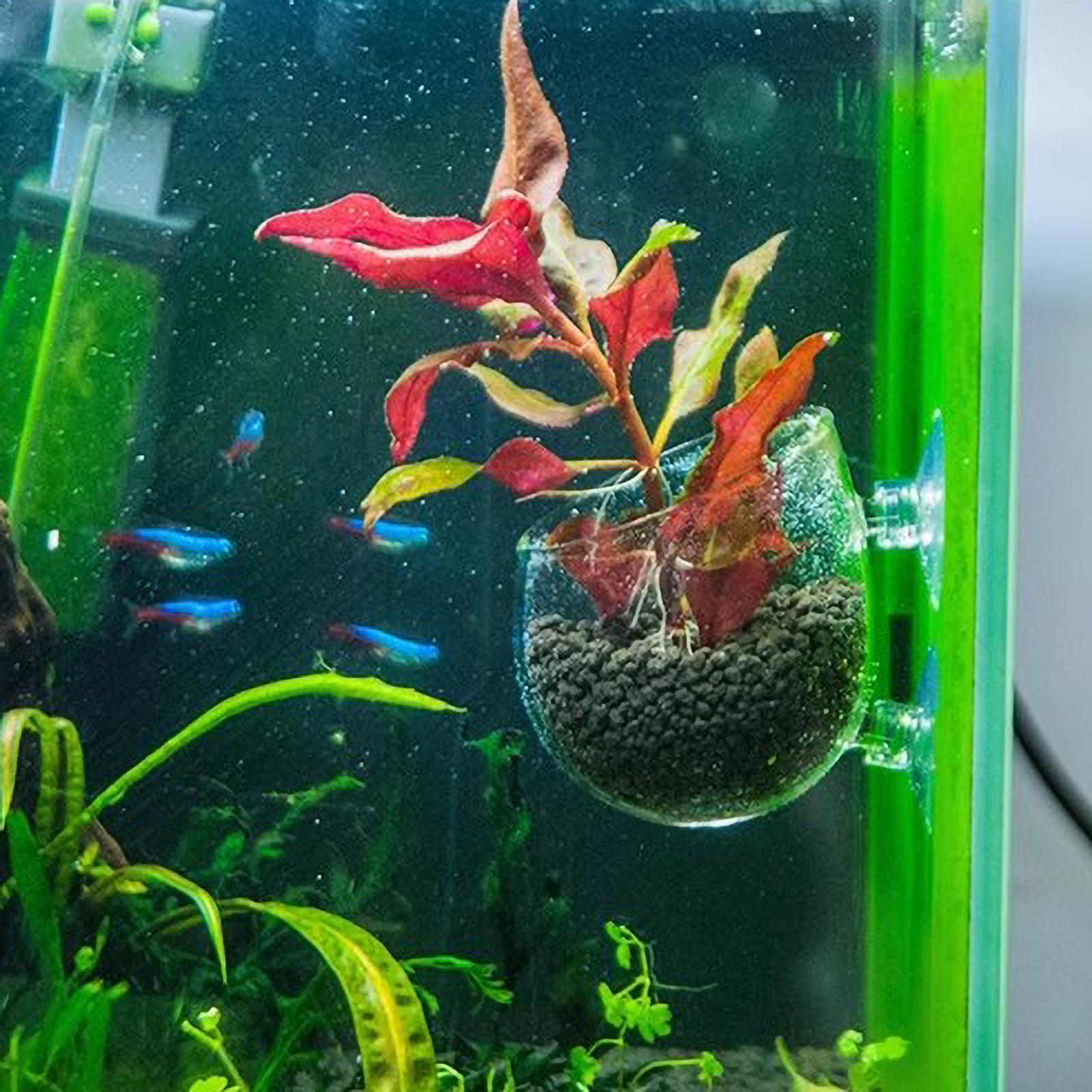 Aquarium-Pflanzenhalter Glas-W – Planted Aquarium Maintenance Bewertung und Preis
