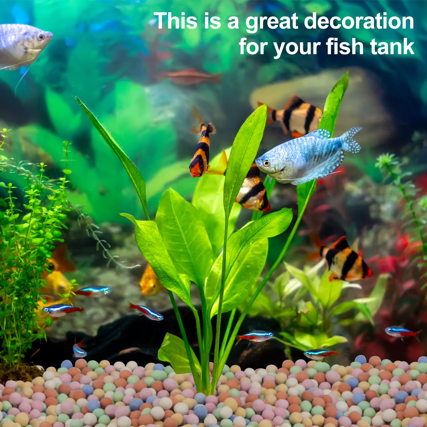 Hydrokultur-Pflanze, dekorativ – Aquarium Plant Vitamins Bewertung und Preis