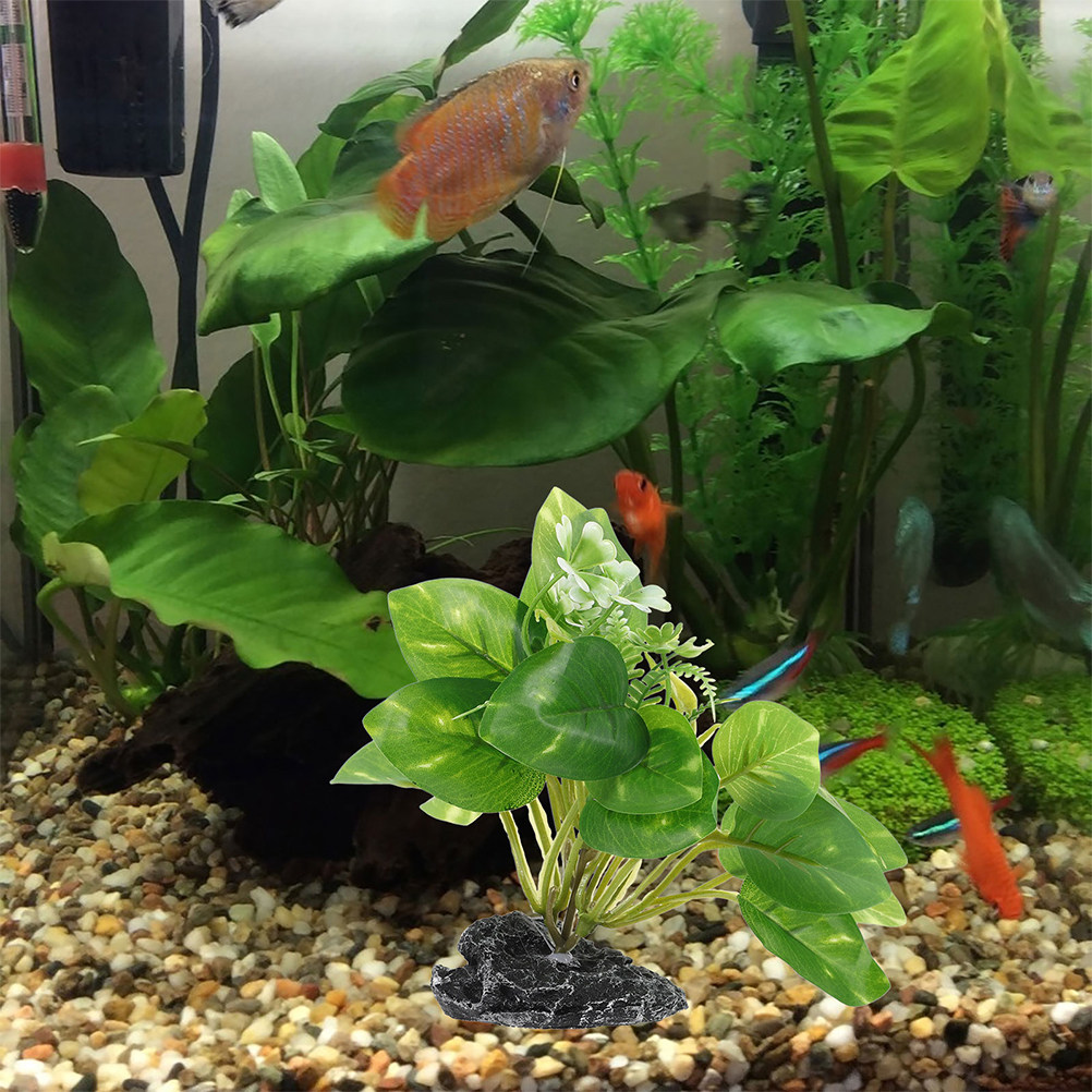 2 Stück Wasserpflanzen-Bonsai, – Planted Aquarium Maintenance Bewertung und Preis