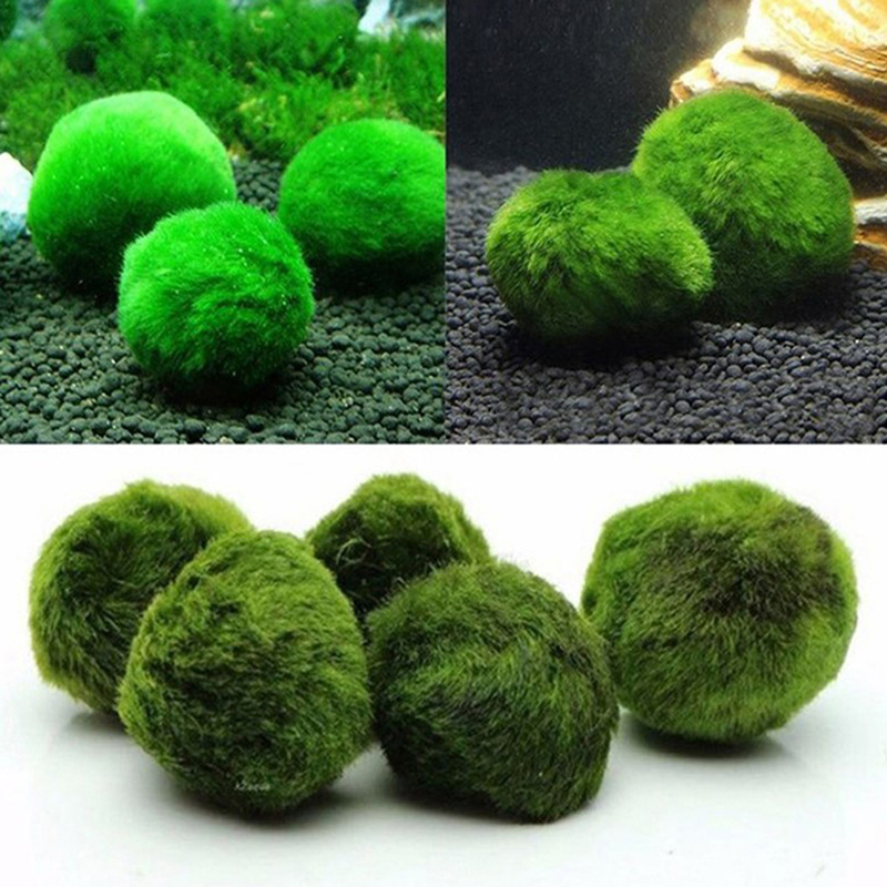 Marimo Moos Kugeln Live Aquari – Planted Aquarium Maintenance Bewertung und Preis