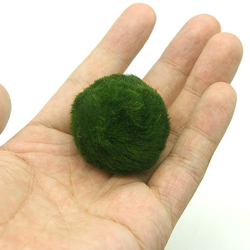Marimo Moos Kugeln Live Aquari – Planted Aquarium Maintenance Bewertung und Preis