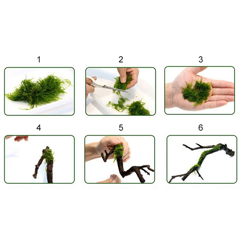 120M DIY Moos Linie Bindung Li – Aquarium Plant Echinodorus Bewertung und Preis