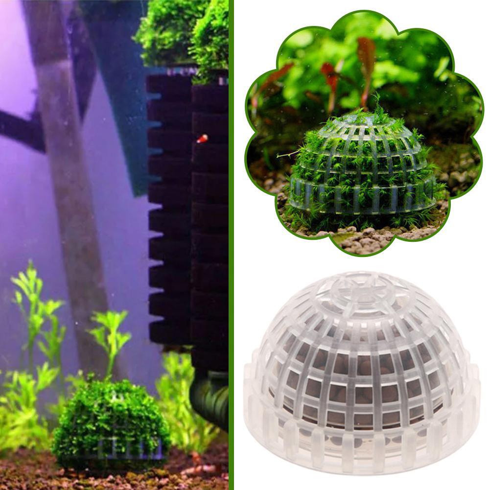 1pc Aquatische Haustier Liefer – Aquarium Plant Echinodorus Bewertung und Preis