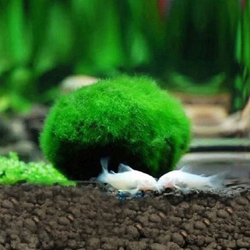 Lebende Marimo-Moosbälle 3-4cm – Aquarium Plant Echinodorus Bewertung und Preis